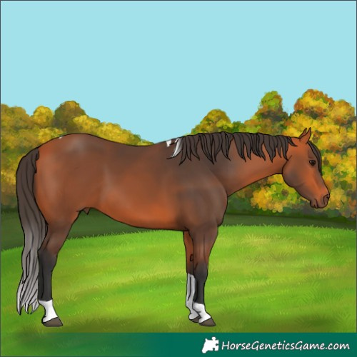 Horse Color:Bay Tobiano