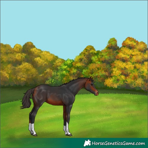 Horse Color:Bay Tobiano Appaloosa 