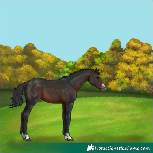 Horse Color:Brown Appaloosa 
