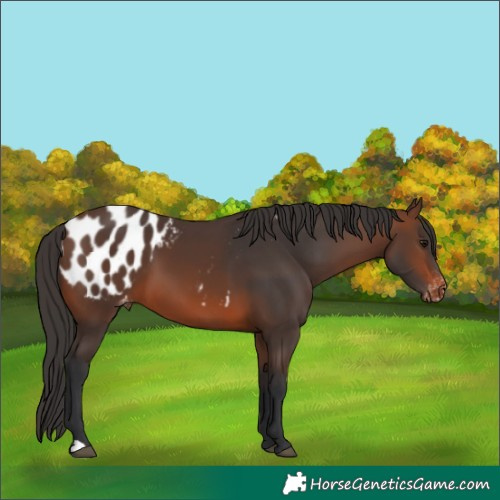 Horse Color:Brown Appaloosa