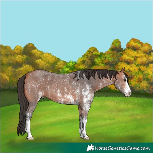 Horse Color:Bay Sabino