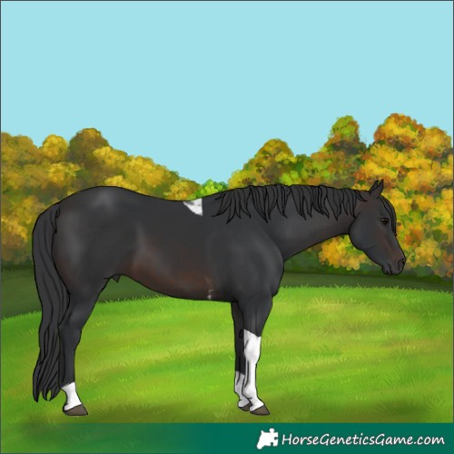 Horse Color:Brown Tobiano 