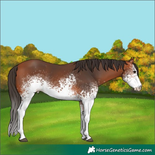 Horse Color:White Spotted Bay 