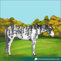 Horse Color:Brown Sabino