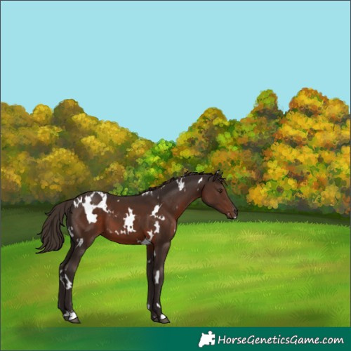 Horse Color:White Spotted Liver Chestnut 