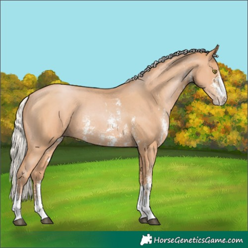 Horse Color:Silver Bay Pearl Sabino Rabicano 