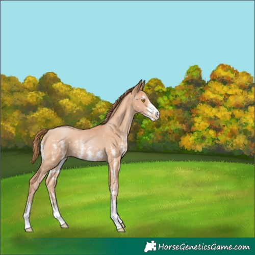 Horse Color:Bay Pearl Sabino Rabicano 