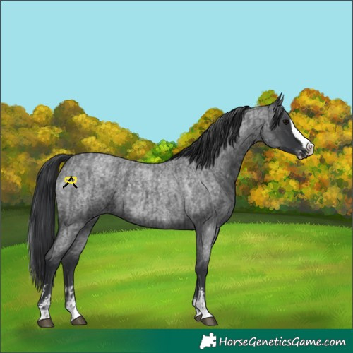 Horse Color:Blue Roan Sabino Splash  and Blue Roan Sabino Splash 
