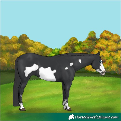 Horse Color:Black Frame