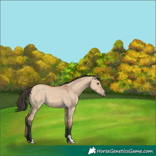 Horse Color:Bay Dun
