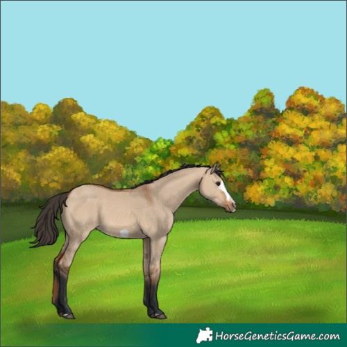 Horse Color:Bay Dun Frame 