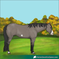 Horse Color:Grullo Frame