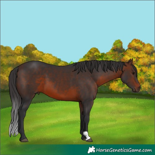 Horse Color:Brown 