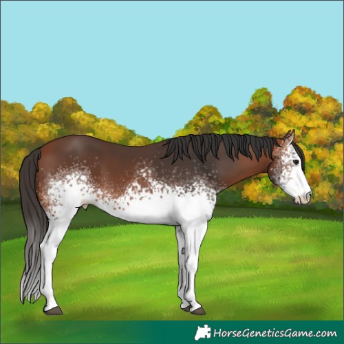 Horse Color:White Spotted Bay 