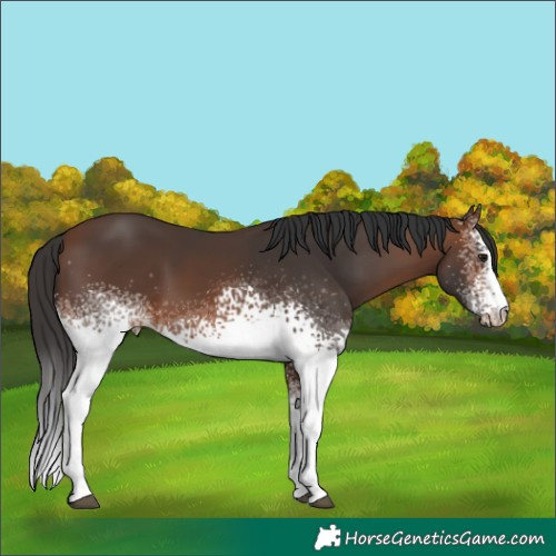 Horse Color:White Spotted Brown