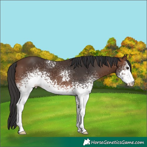 Horse Color:White Spotted Brown 