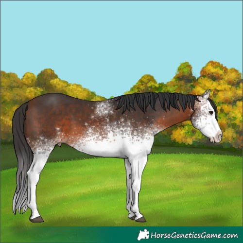 Horse Color:White Spotted Brown 