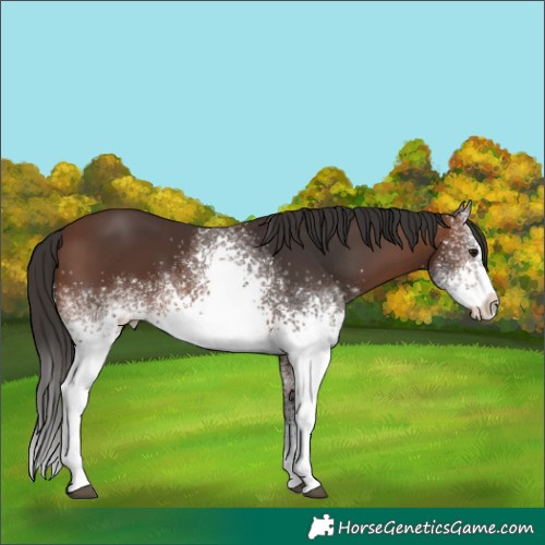 Horse Color:White Spotted Brown