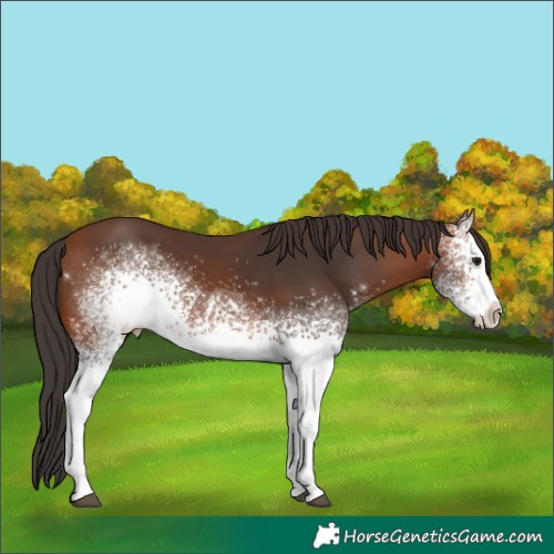 Horse Color:White Spotted Bay