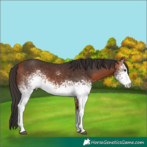 Horse Color:White Spotted Bay 