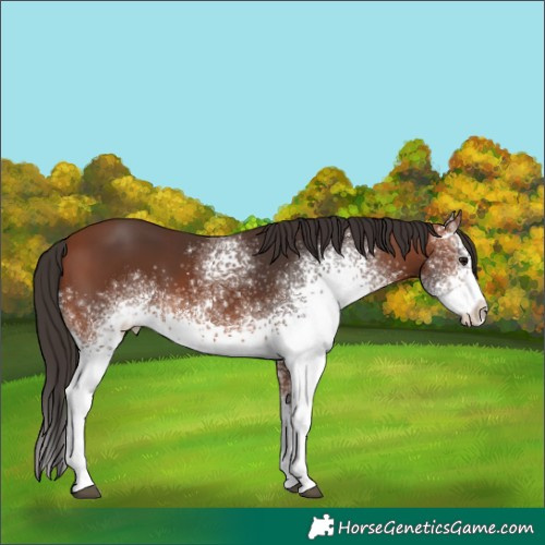 Horse Color:White Spotted Bay 