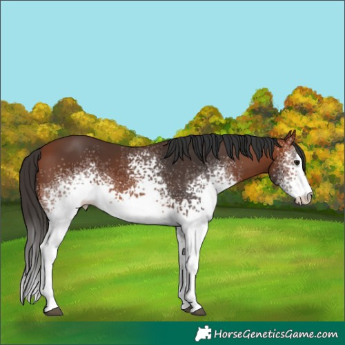 Horse Color:White Spotted Bay 