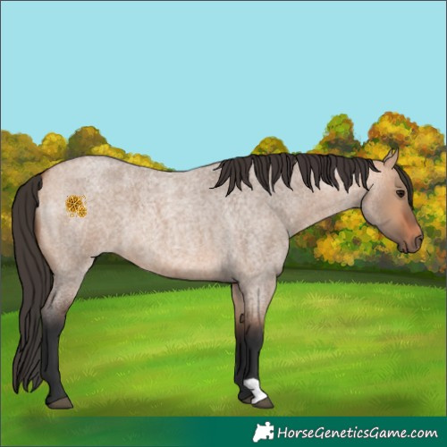 Horse Color:Bay Roan Dun