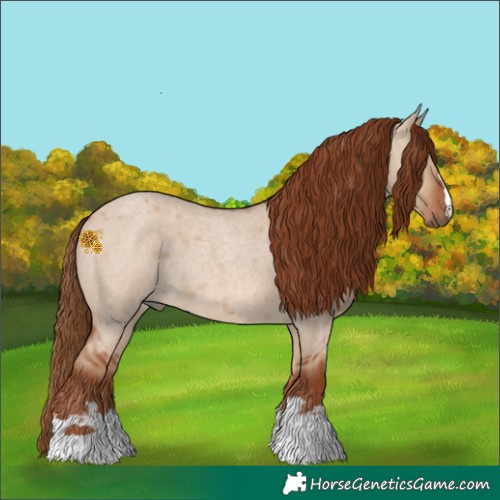 Horse Color:Red Dun Roan