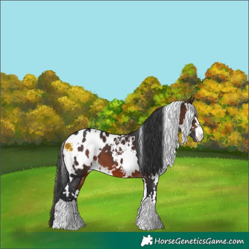Horse Color:White Spotted Brown Blanket 