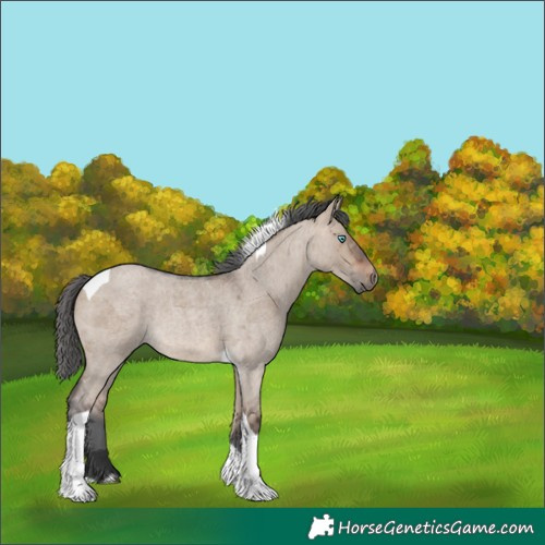 Horse Color:Brown Roan Dun Merle Tobiano 