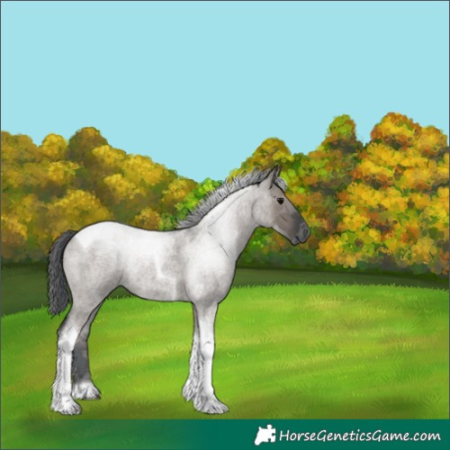 Horse Color:Grullo Roan Merle Tobiano 