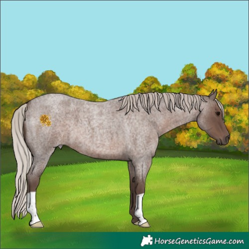 Horse Color:Silver Blue Roan