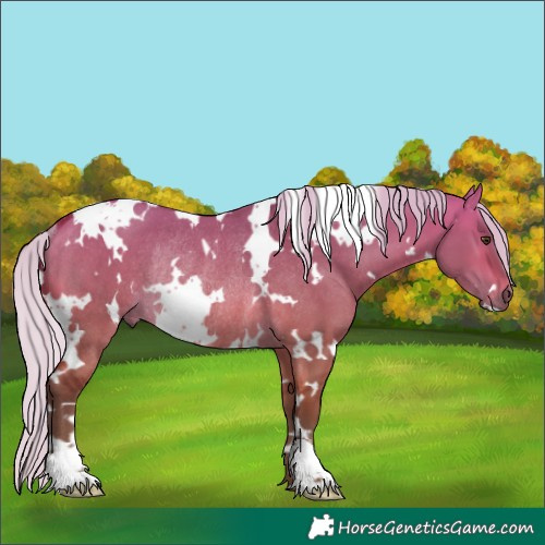Horse Color:White Spotted Silver Bay Dun Rabicano
