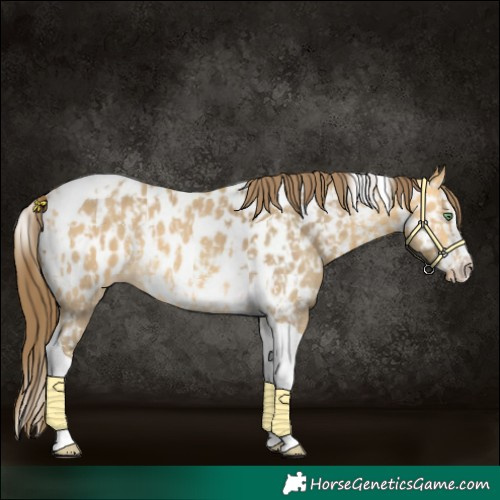 Horse Color:Amber Cream Champagne Sabino Tobiano Near Leopard  and Amber Cream Champagne Sabino Splash Tobiano Near Leopard 