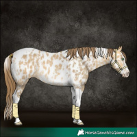 Horse Color:Amber Cream Champagne Sabino Tobiano Near Leopard and Amber Cream Champagne Sabino Splash Tobiano Near Leopard