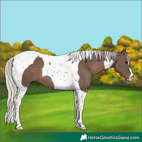 Horse Color:Silver Black Tobiano