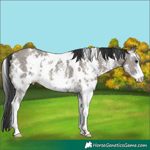 Horse Color:White Spotted Grullo Sabino