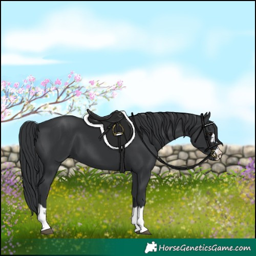 Horse Color:Black 