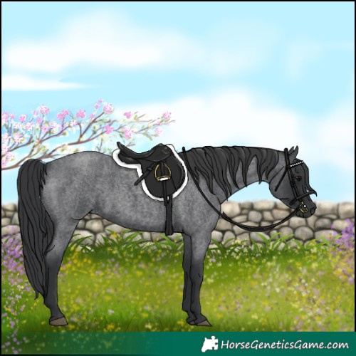 Horse Color:Blue Roan 