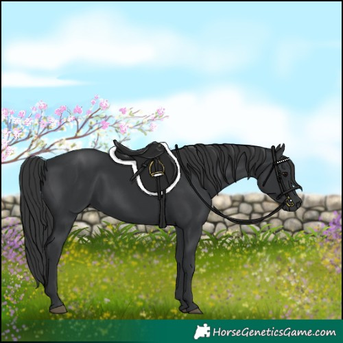 Horse Color:Black 
