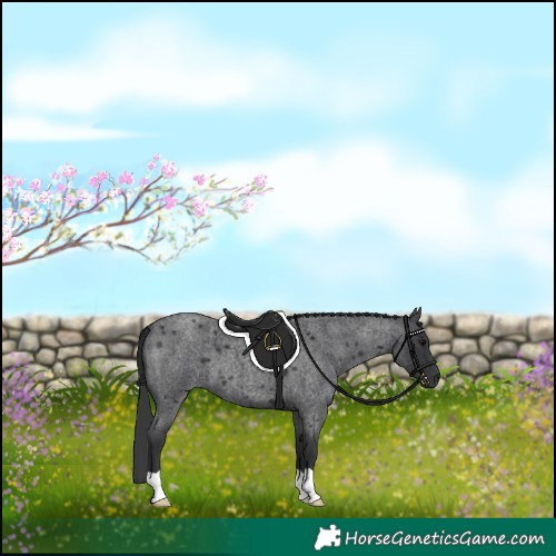 Horse Color:Blue Roan 