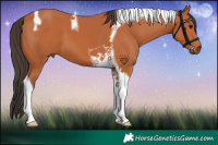 Horse Color:Bay Tobiano