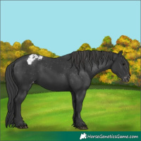 Horse Color:Black Appaloosa Rabicano 
