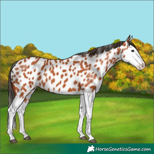 Horse Color:Bay Splash Leopard