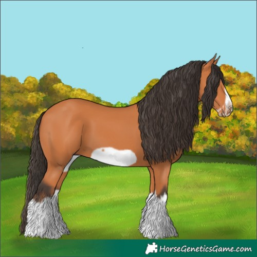 Horse Color:Bay Splash Frame 