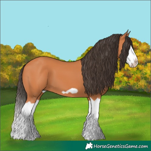 Horse Color:Bay Splash Frame 