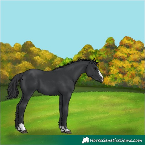 Horse Color:Black 
