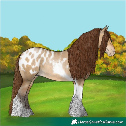 Horse Color:Gray Buckskin Pearl Dun Tobiano Appaloosa 