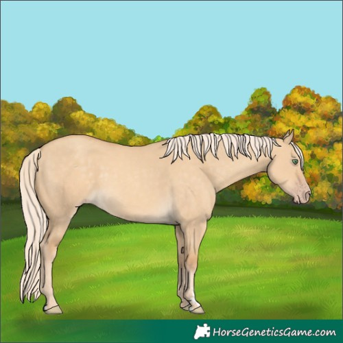 Horse Color:Gold Cream Champagne Dun Rabicano