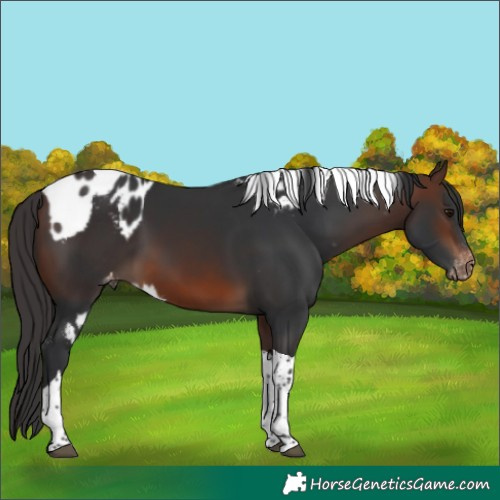 Horse Color:Brown Tobiano Skewed LP Spotted